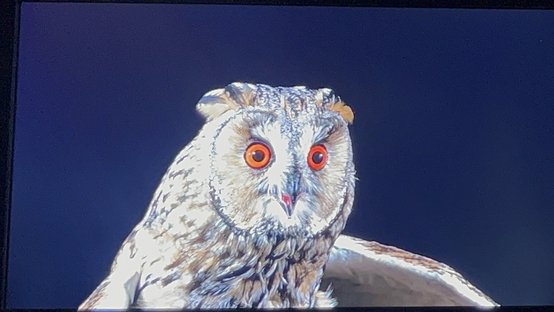 Conventional Backlight