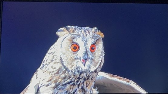 Herkömmliches Backlight Herkömmliches Backlight