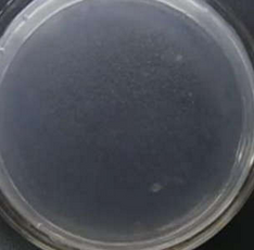 Antibakterielles Glas Antibakterielles Glas