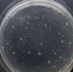 Normales Glas Normales Glas